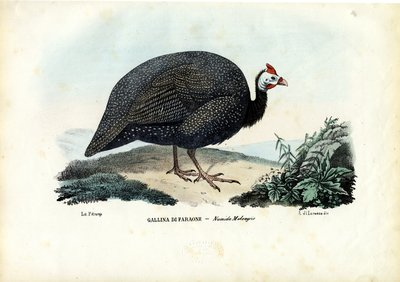 Perliczka w hełmie, 1863-79 autorstwa Raimundo Petraroja
