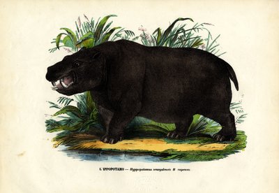 Hipopotam, 1863-79 autorstwa Raimundo Petraroja