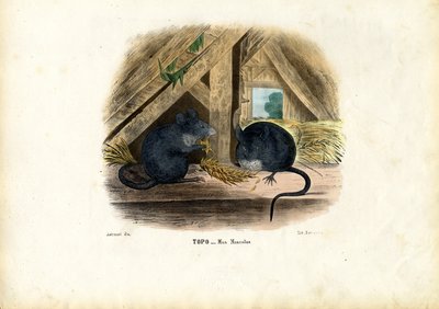 Mysz domowa, 1863-79 autorstwa Raimundo Petraroja