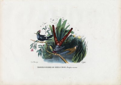 Kolibry, 1863-79 autorstwa Raimundo Petraroja