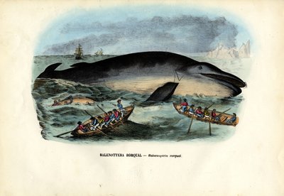 Wieloryb garbaty, 1863-79 autorstwa Raimundo Petraroja