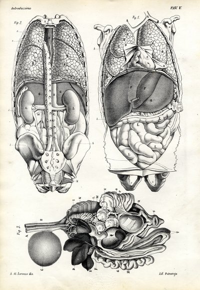 Jelita, 1863-79 autorstwa Raimundo Petraroja