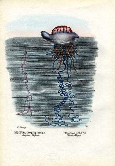 Meduza, 1863-79 autorstwa Raimundo Petraroja