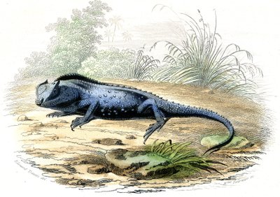 Rozwidlona głowa (Lyriocephalus margaritaceus) - Tablica wydobyta z Histoire Naturelle przez Bernarda Germaina de Lacepede (1856-1925), wydanie P.Furme, Paryż autorstwa Raimundo Petraroja