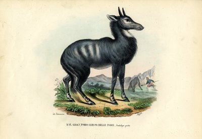 Nilgai autorstwa Raimundo Petraroja