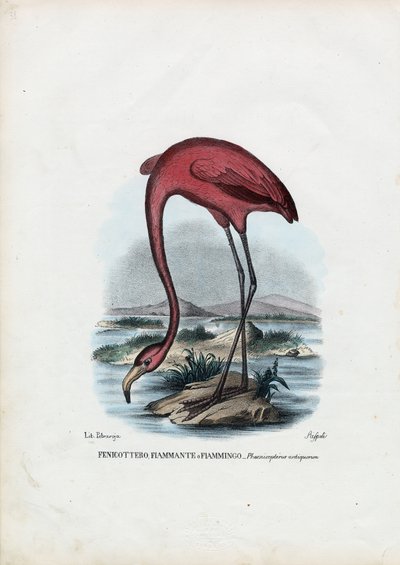 Różany, 1863-79 autorstwa Raimundo Petraroja