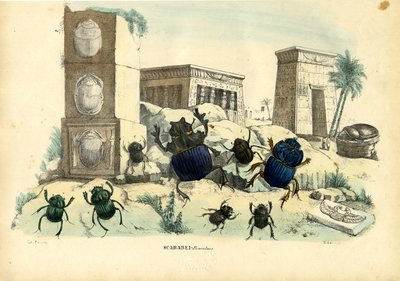 Chrząszcze skarabeusze, 1863-79 autorstwa Raimundo Petraroja