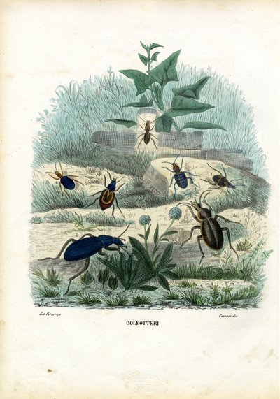 Tygrys i biegaczowate, 1863-79 autorstwa Raimundo Petraroja