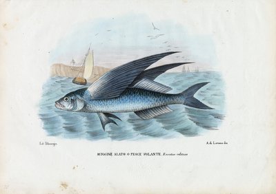 Tropikalna dwuskrzydłowa ryba latająca, 1863-79 autorstwa Raimundo Petraroja