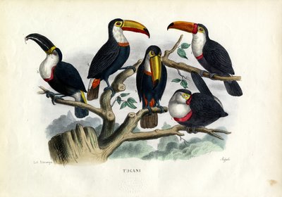 Tukany, 1863-79 autorstwa Raimundo Petraroja