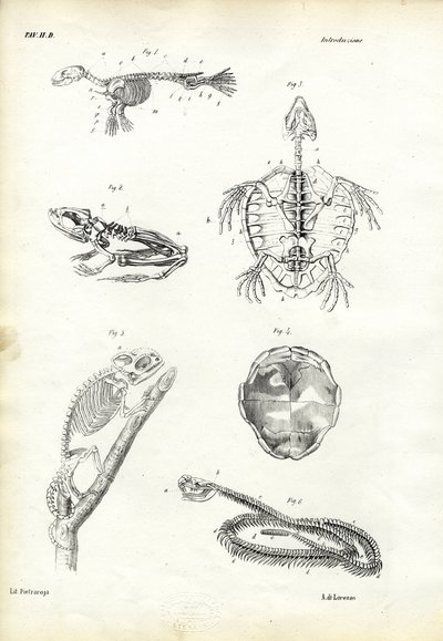 Żółw, 1863-79 autorstwa Raimundo Petraroja