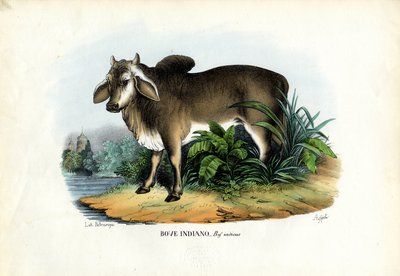 Zebu, 1863-79 autorstwa Raimundo Petraroja