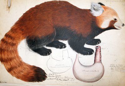 Hodgson Manusscripts Red Panda, 1831-47 (toaleta, długopis, atrament i ołówek na papierze) autorstwa Raj Man Singh