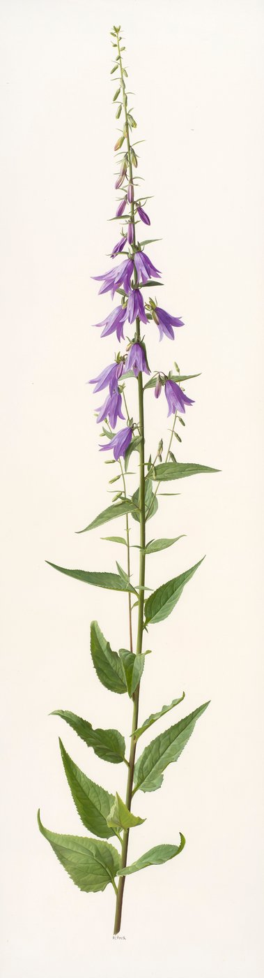 Adenophora species (olej na papierze) autorstwa Raymond Booth