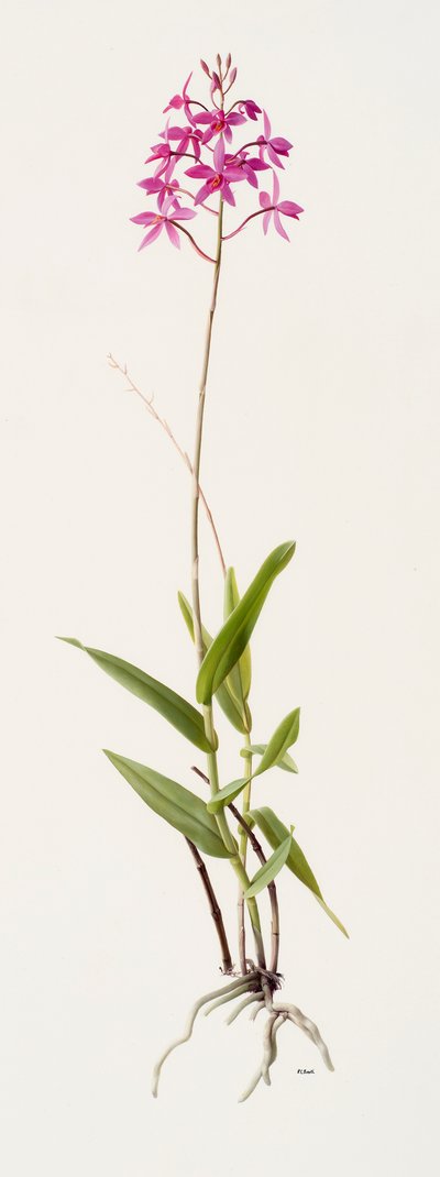 Barkeria skinneri (olej na papierze) autorstwa Raymond Booth