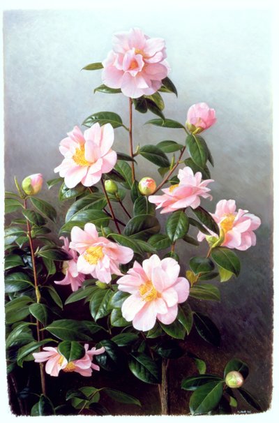 Odmiana Camellia Japonica autorstwa Raymond Booth