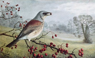 Fieldfare autorstwa Raymond Booth