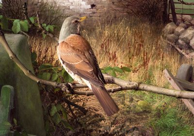 Fieldfares w Eccup, West Yorkshire autorstwa Raymond Booth
