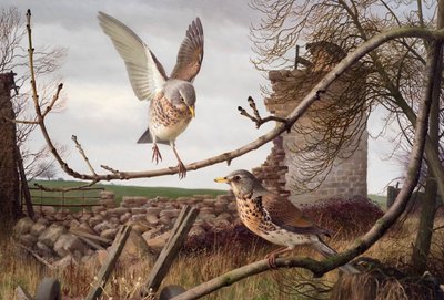 Fieldfares w Eccup, West Yorkshire autorstwa Raymond Booth