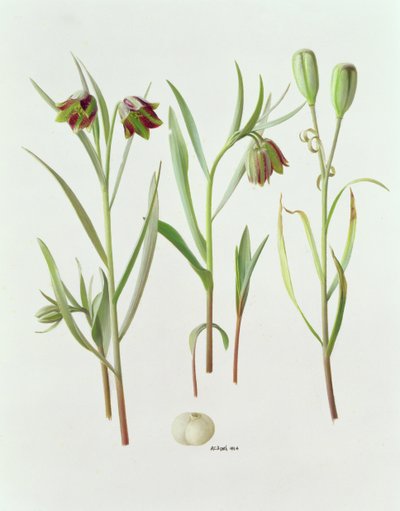 Fritillaria Kurdica autorstwa Raymond Booth
