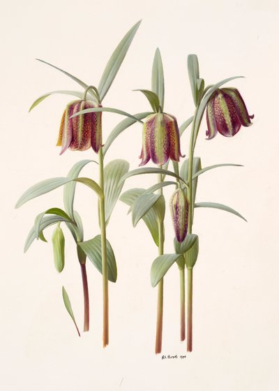 Fritillaria kotschyana autorstwa Raymond Booth