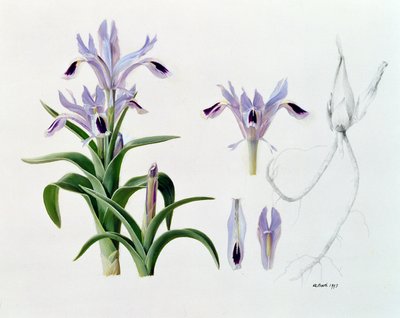 Iris Kuschakewiczii autorstwa Raymond Booth