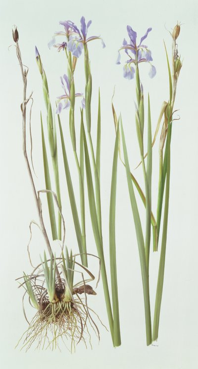 Iris Spuria autorstwa Raymond Booth