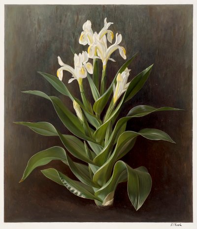 Iris willmottiana alba (olej na papierze) autorstwa Raymond Booth