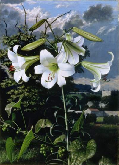 Lilium Emerald, ok. 1959 (olej na płycie) autorstwa Raymond Booth