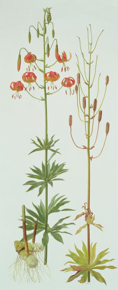 Lilium Pardalinum autorstwa Raymond Booth