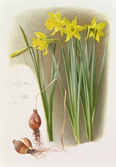 Narcissus Hispanicas Bujei autorstwa Raymond Booth