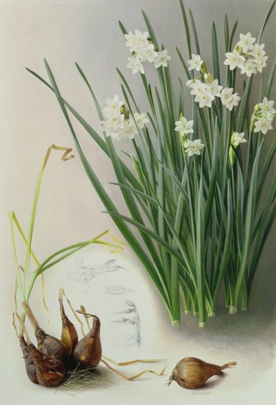 Narcissus Pannizianus autorstwa Raymond Booth