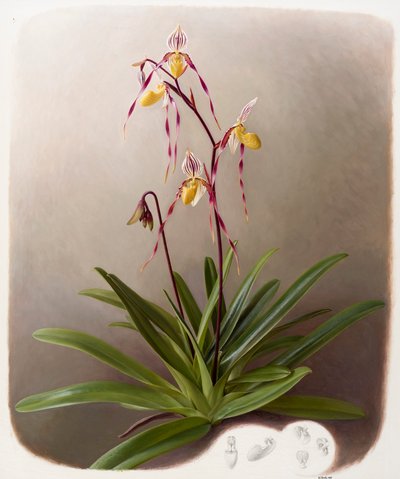 Orchidea autorstwa Raymond Booth