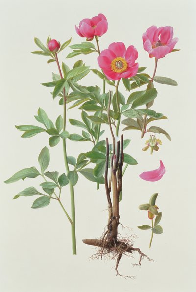Arietina Paeonie autorstwa Raymond Booth