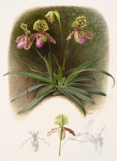 Paphiopedilium henryi (olej na papierze) autorstwa Raymond Booth