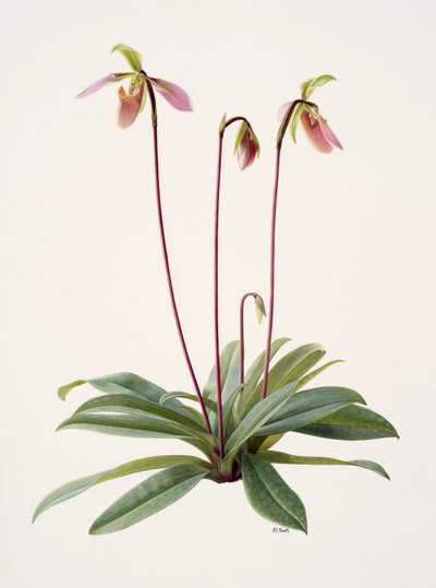 Pophiopedrium appletonianum (olej na papierze) autorstwa Raymond Booth