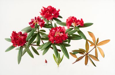 Rhododendron microgynum autorstwa Raymond Booth