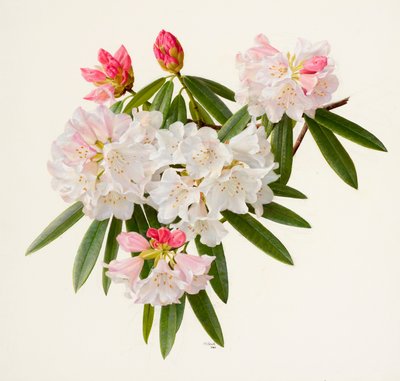 Rhododendron morii (olej na papierze) autorstwa Raymond Booth
