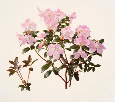 Rhododendron moupinense o różowych kwiatach (olej na papierze) autorstwa Raymond Booth