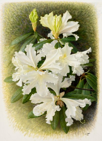 Rhododendron veitchianum, 2004 (olej na papierze) autorstwa Raymond Booth