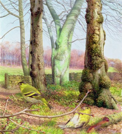 Siskins w marcowy poranek autorstwa Raymond Booth