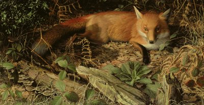 Lis autorstwa Raymond Booth