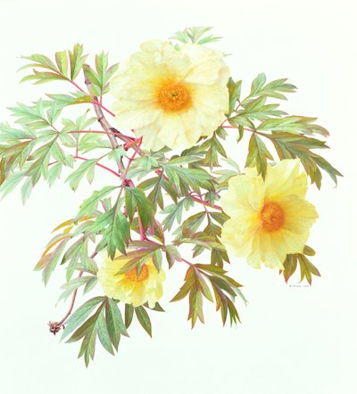 Drzewo Paeony 