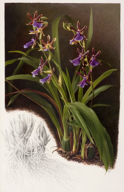 Zygopetalum hybrid autorstwa Raymond Booth