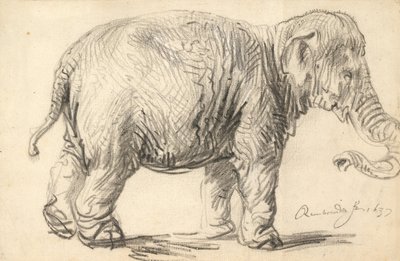 Słoń autorstwa Rembrandt van Rijn