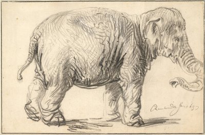 Słoń, 1637 autorstwa Rembrandt van Rijn