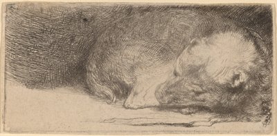 Śpiący szczeniak autorstwa Rembrandt van Rijn