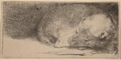 Śpiący szczeniak autorstwa Rembrandt van Rijn