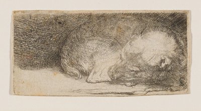 Śpiący szczeniak autorstwa Rembrandt van Rijn