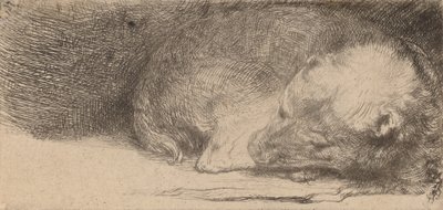 Śpiący szczeniak, ok. 1640. autorstwa Rembrandt van Rijn
